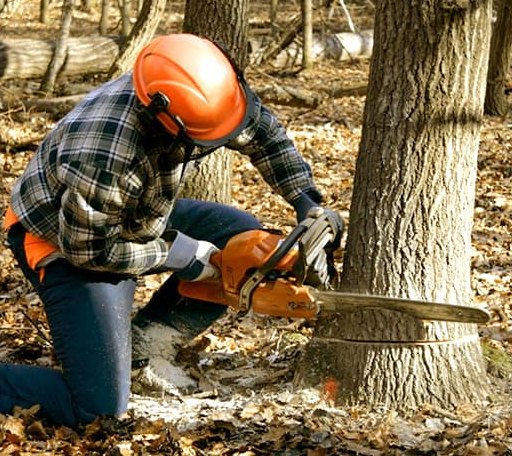 Tree Removal in Fort Bragg, CA